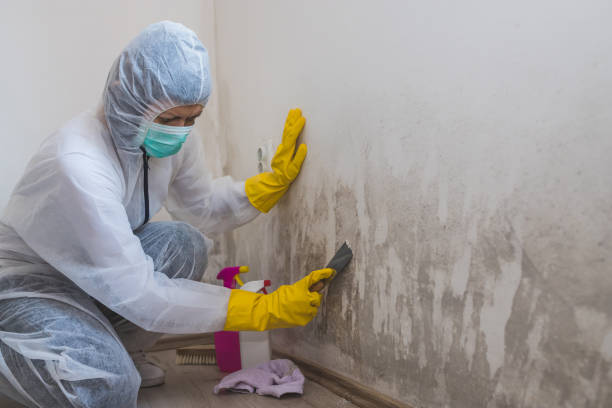 Kure Beach, NC Mold Removal Company
