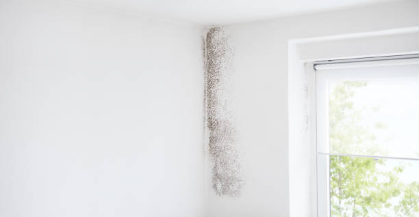 Best Mold Removal for HVAC Installations  in Kure Beach, NC