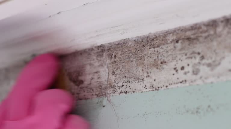 Best Mold Damage Restoration  in Kure Beach, NC